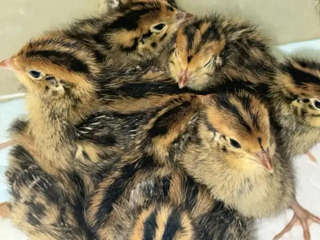 Quail eggs in Livestock in Hamilton - Image 7