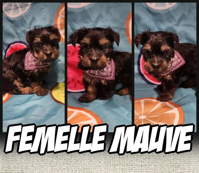 Wow 6 merveilleux yorkshires pure race 4 femelles et 2 males in Dogs & Puppies for Rehoming in City of Montréal - Image 3