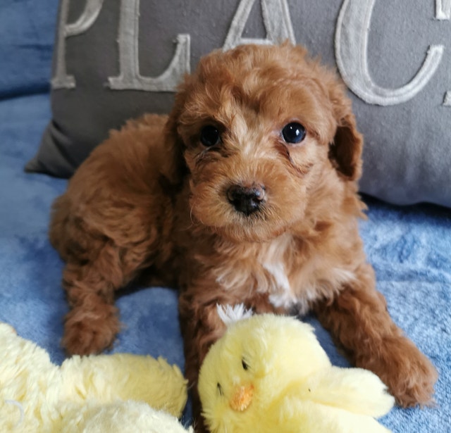 Mini/Toy Poodles Rare Colors and Patterns Dogs & Puppies for