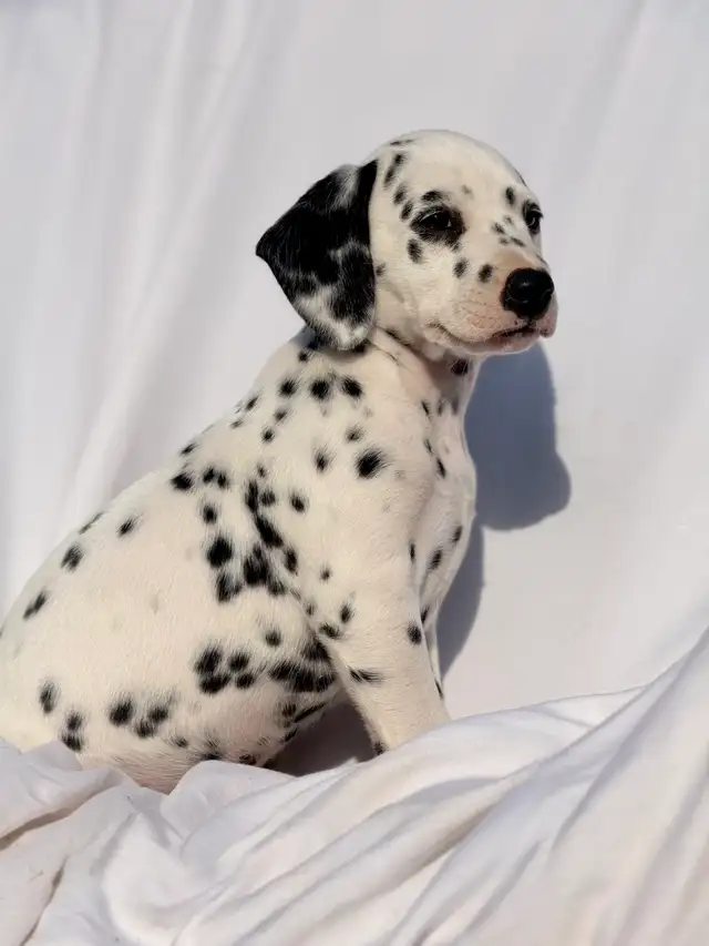 Dalmatian Puppys in Dogs & Puppies for Rehoming in North Shore - Image 4