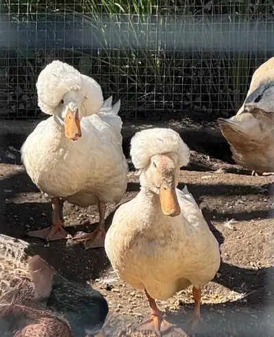 crested ducks, View more