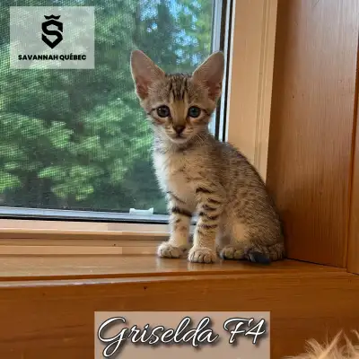 Savannah F4-SBT enregistrée TICA - Griselda, View more