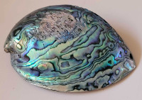 Vintage Natural Abalone Shell Large Bowl Natural Seashell 
