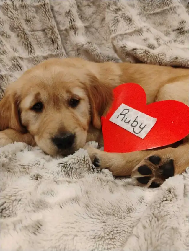 CKC Registered Golden Retriever Pups -1 female left! in Dogs & Puppies for Rehoming in Trenton - Image 3