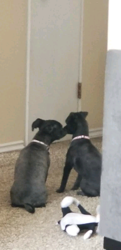 Day & Night Care for Small Dogs, View more