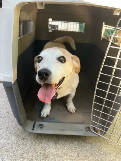 Airline-Approved Medium Dog Crate, View more