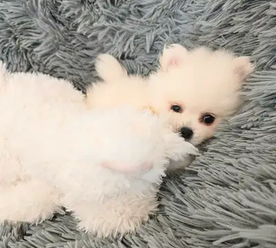 Pedigree purebred Teddy bear Korean Pomeranian puppies, View more