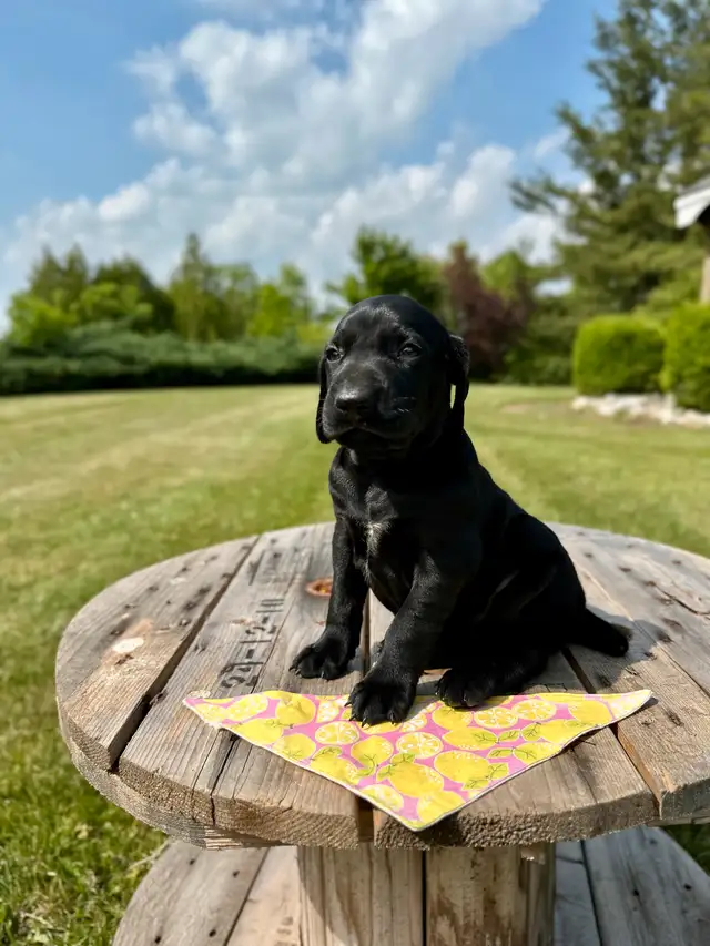 German shorthair pointer puppies in Dogs & Puppies for Rehoming in Oakville / Halton Region - Image 4