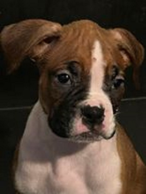 Boxer Puppy in Dogs & Puppies for Rehoming in Kamloops