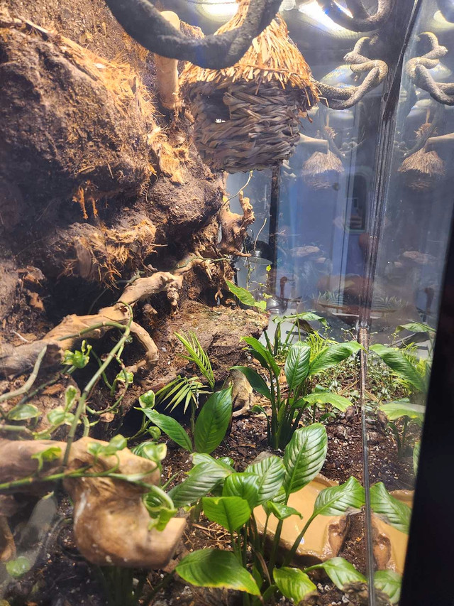 Large live planted terrarium with 2 crested geckos  in Other Pets for Rehoming in Calgary - Image 3