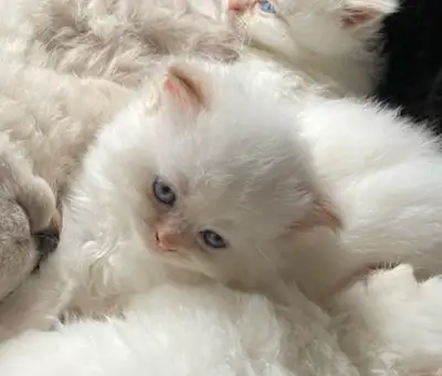 THIESE KITTENS HAVE BEEN VERY SOCIALIZED AND THEIR PERSONALITIES WILL TRUELY MELT YOUR HEART❤️ THEY...