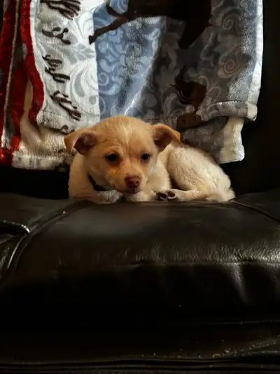 Perfect male chihuahua, View more