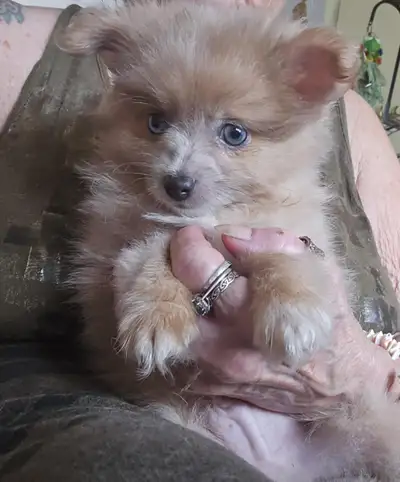 2 POMERAINAN PUPS 2 BOYS . GIRL SOLD price lowered, View more
