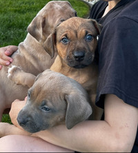  Mothers Day Puppies 