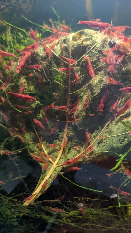 Fire Red/ Sakura Shrimps in Fish for Rehoming in Gatineau