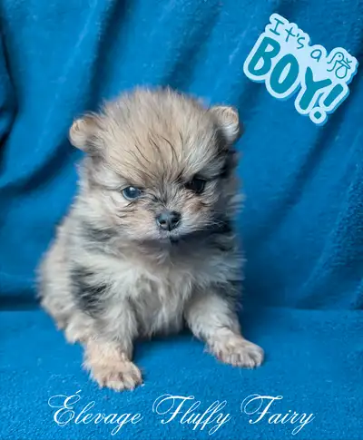 plusieurs chiots pomeranien!, View more