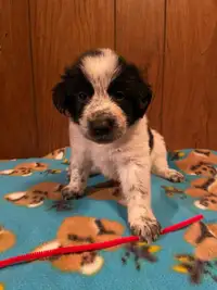 Adorable Border Collie Cross Puppies for Sale