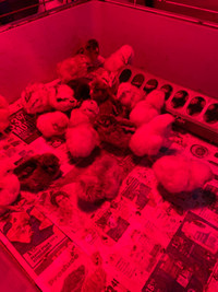 Chicks - laying breeds  