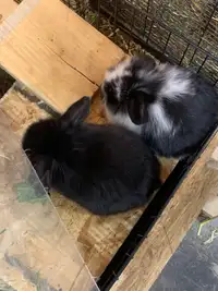 2 baby bunnies