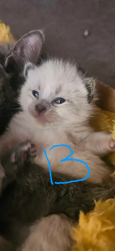 RARE SPECIAL BRED Long Hair Russian Blue kittens *Hypoallergenic, View more