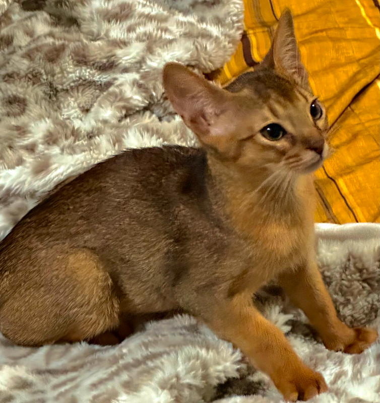 Abyssinian Cat for sale Cats & Kittens for Rehoming Mississauga / Peel Region Kijiji