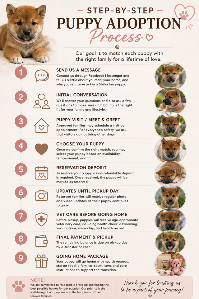 Purebred Shiba Inu Puppies Vaccinated, Microchipped & Home Raise in Dogs & Puppies for Rehoming in City of Toronto - Image 8