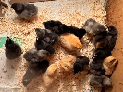Barnyard Mix Chicks, View more