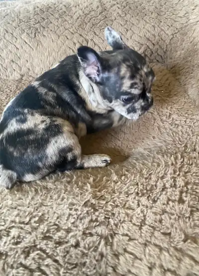 Stunning Frenchies, View more