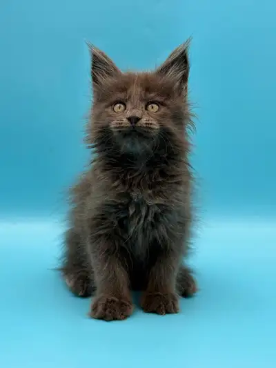 Maine Coon female kitten purebred, View more
