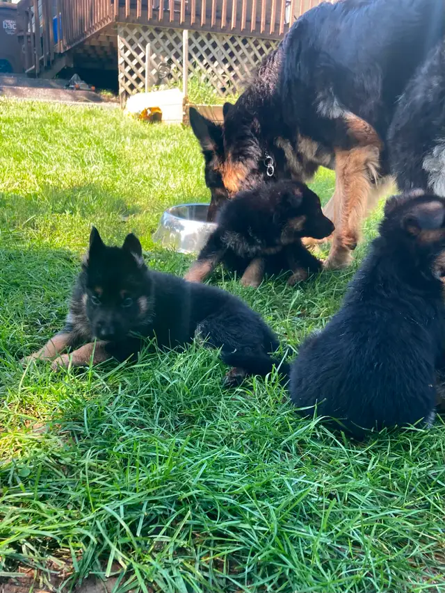 German Shepherds Puppies Berger Allemand Chiots in Dogs & Puppies for Rehoming in Longueuil / South Shore - Image 3
