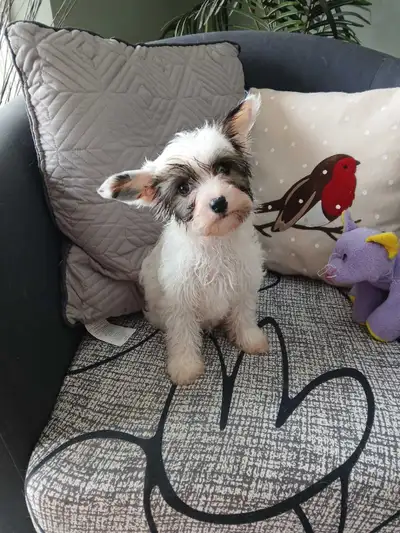 Poodle mix puppy, View more