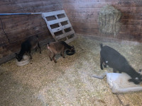 3 female goats 