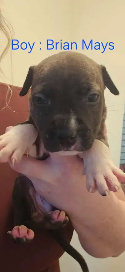 Beautiful Healthy Puppies, View more