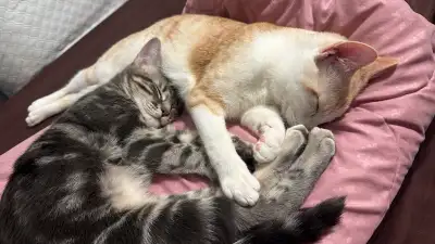  Mylo & Misty Looking for Their Forever Home ❤️ , View more