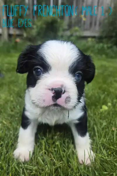 Frenchton Puppies!, View more