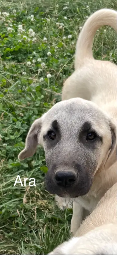 Turkish Kangal Puppies, View more