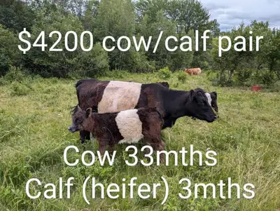 cow/calf pairs and heifers, View more