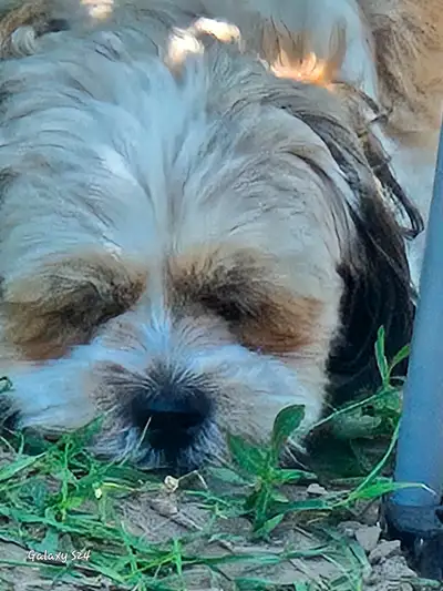 Female pure bred  shiz tzu, View more