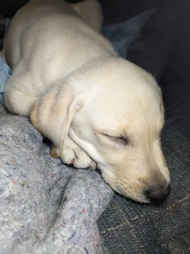 PUREBRED LAB PUPPY READY TO GO!!. in Dogs & Puppies for Rehoming in Kitchener / Waterloo - Image 10