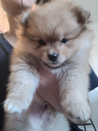 Full bred Pomeranian puppies $2500