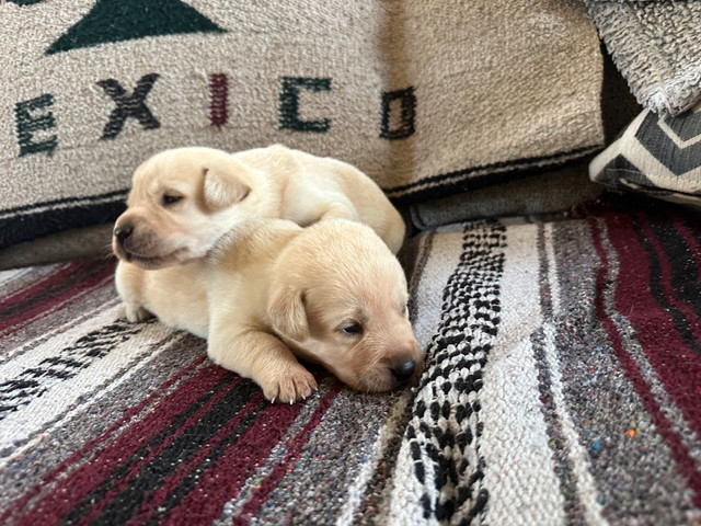 CKC REG LAB PUPPIES in Dogs & Puppies for Rehoming in Bedford - Image 4