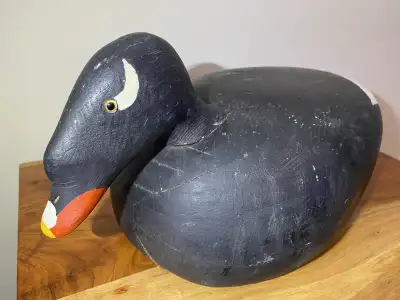 Duck Decoy - White winged Scoter, View more