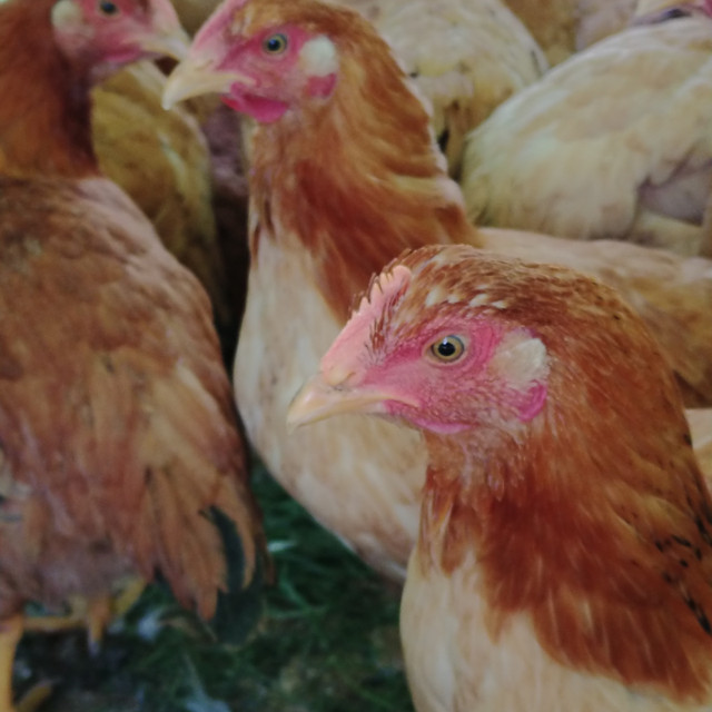 Whole frozen meat chickens for sale; pickup in Harrow Livestock