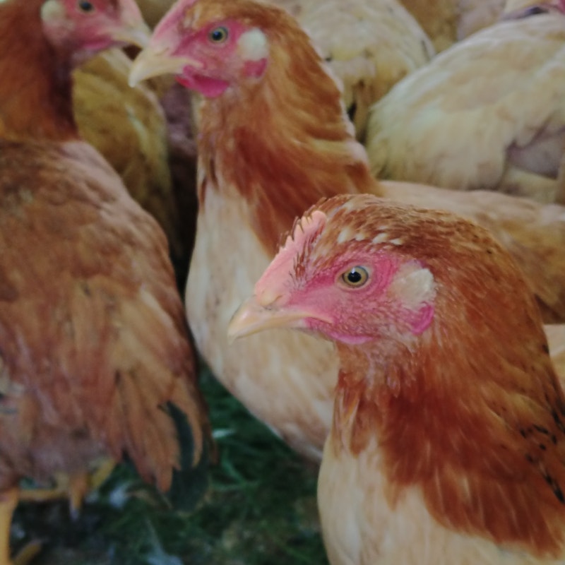 Whole frozen meat chickens for sale; pickup in Harrow Livestock