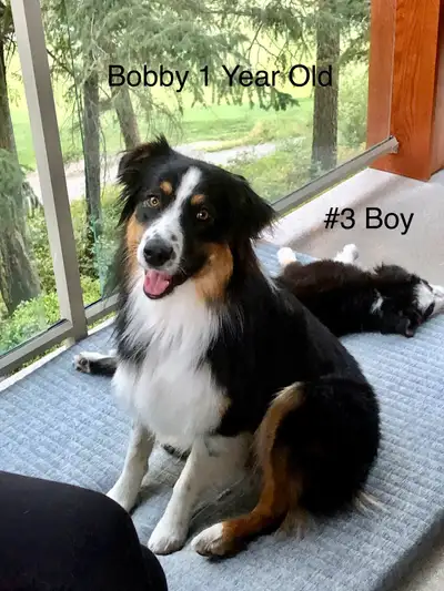 Purebred AUSTRALIAN SHEPHERD PUP, View more