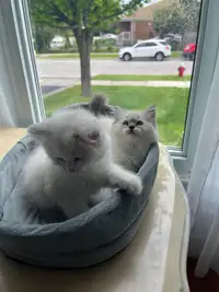 Adorable Ragdoll Kittens 