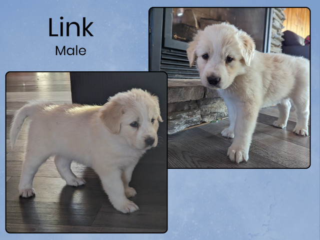 Adorable Great Pyrenees Cross Puppies Available! in Dogs & Puppies for Rehoming in Saskatoon - Image 4