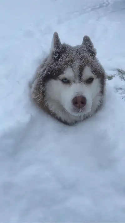 SNOW REMOVAL , View more