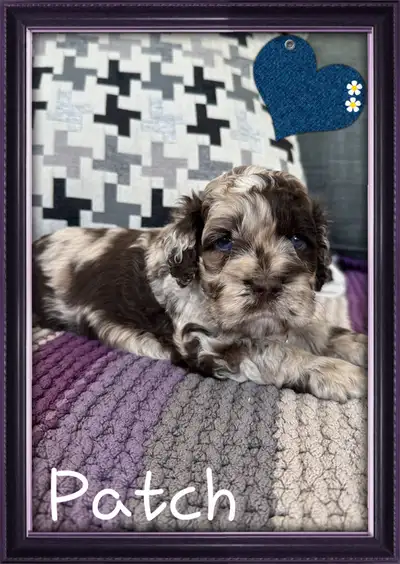 magnifiques chiots cockapoo ( caniche x cocker ), View more