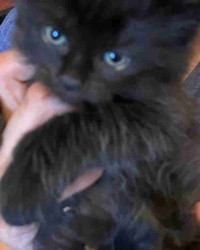 Maine Coon mix kitten ready for new furever home 